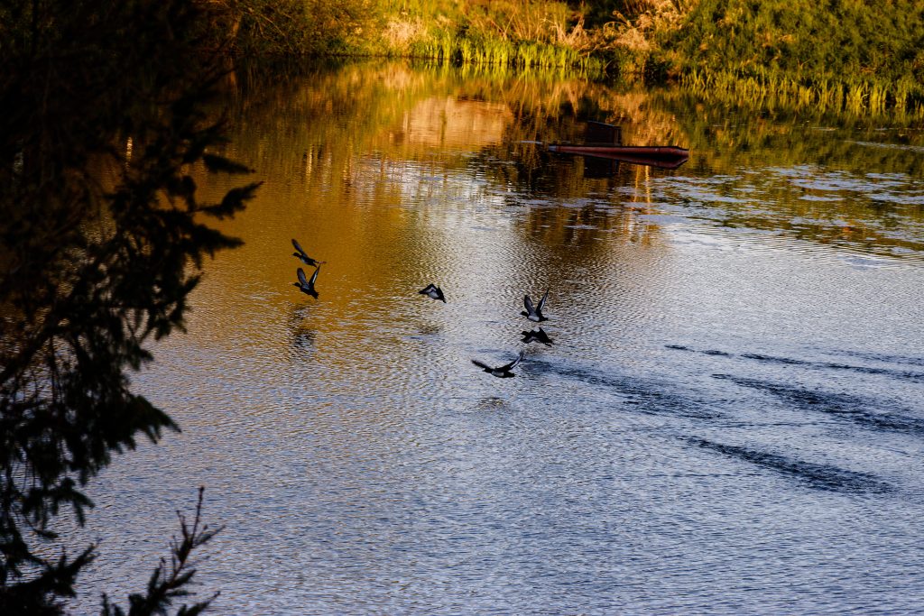 Teich im Dorf mit Fliegenden Enten